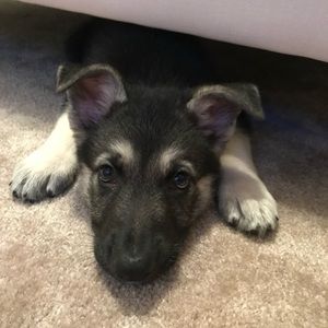 Meet your Posher, Tyler